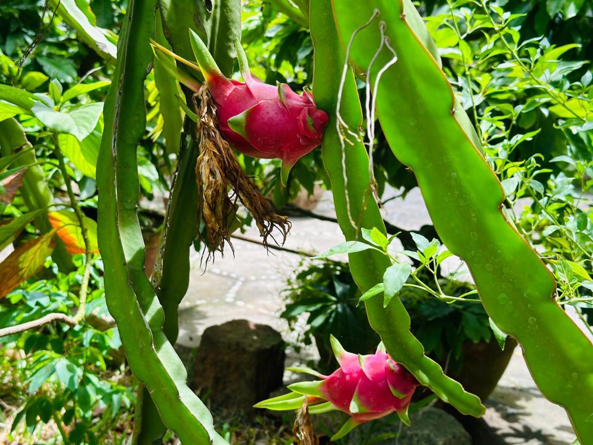 Do River Homestay Hoi An Luaran gambar