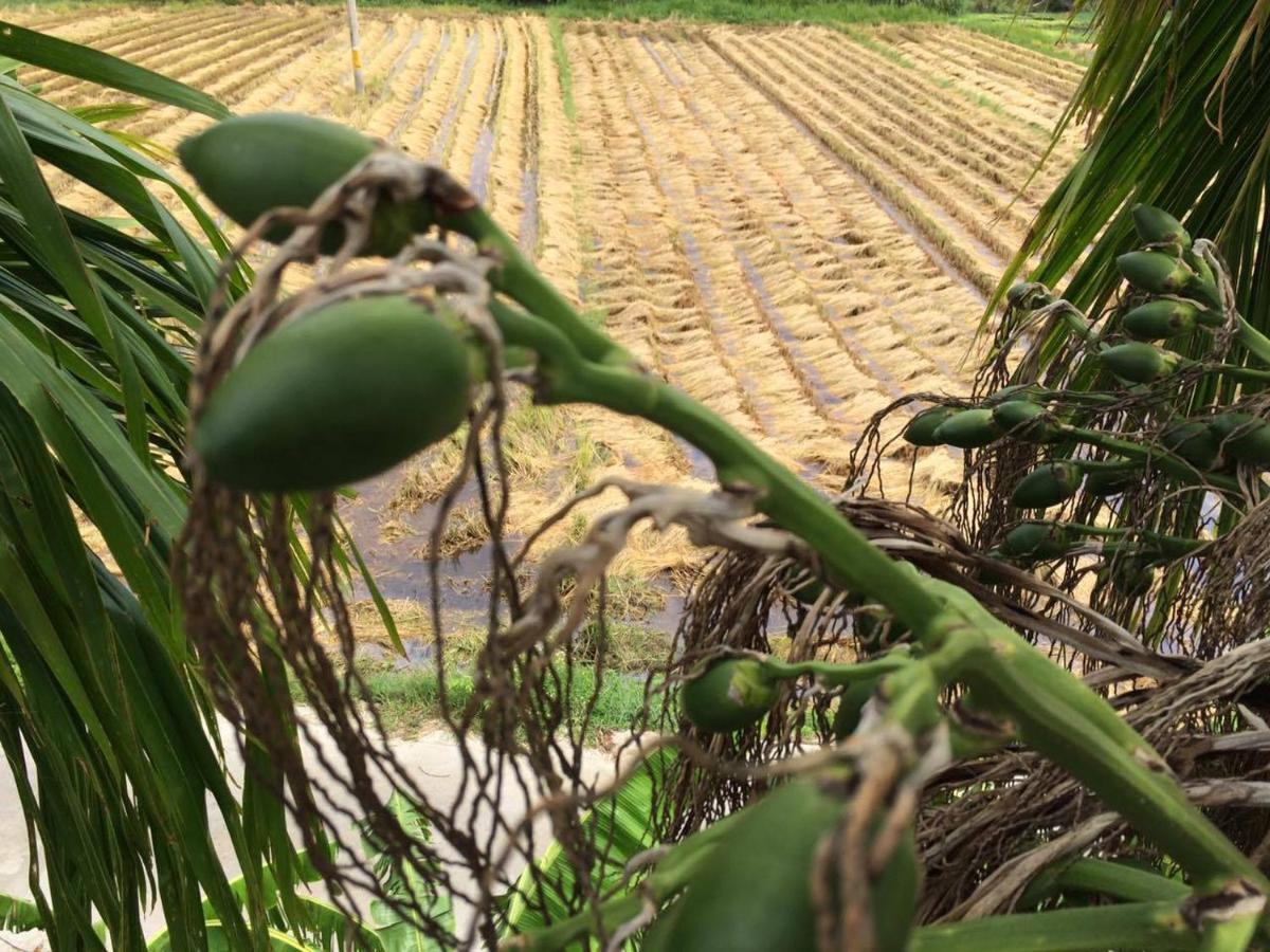 Do River Homestay Hoi An Luaran gambar