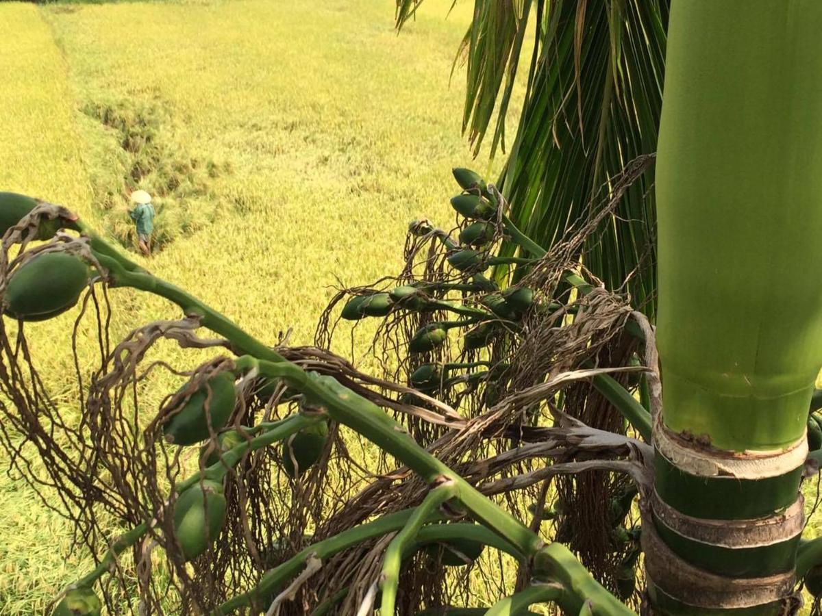 Do River Homestay Hoi An Luaran gambar